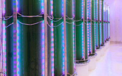 Cultiver de la spiruline dans des photo bioréacteurs